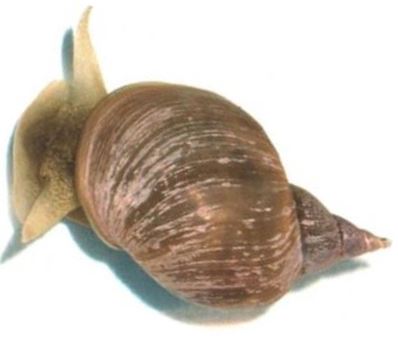 Freshwater Snail