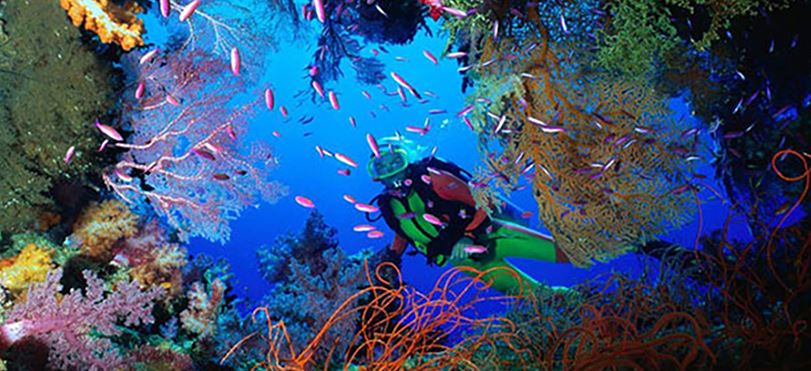 Great Barrier Reef marine life