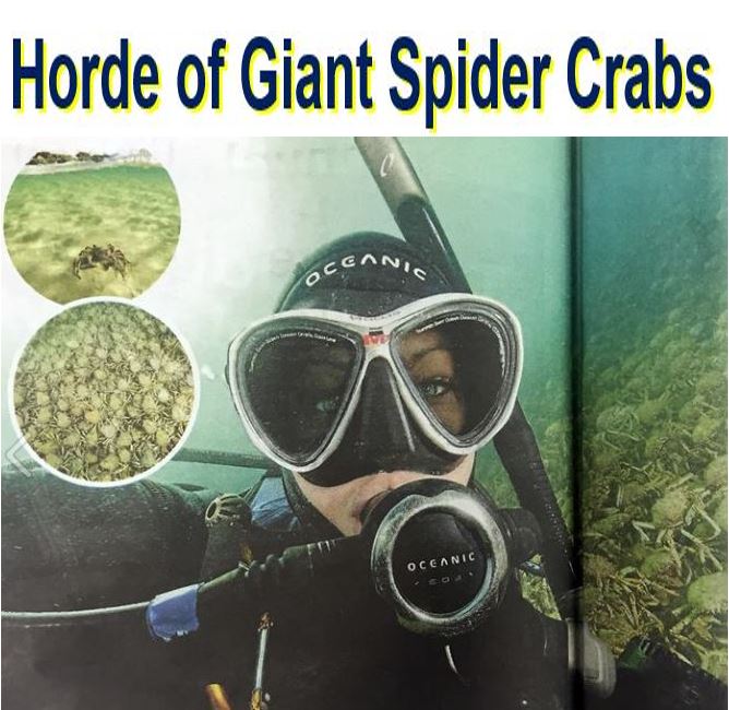 Huge horde of giant spider crabs