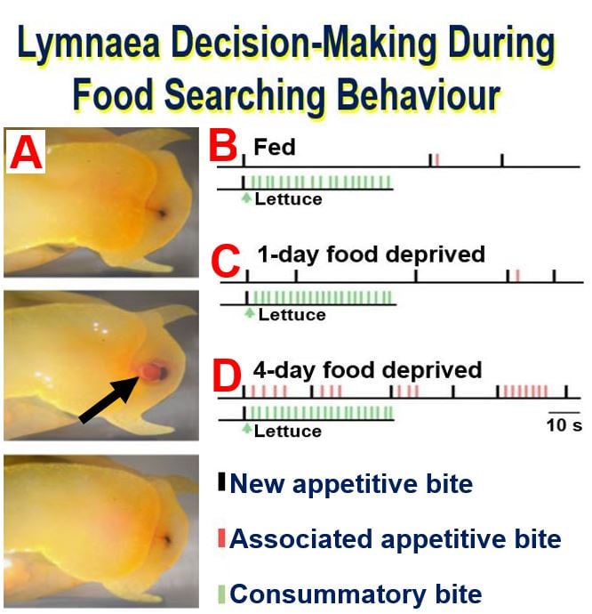 Lymnaea fresh snail appetite behaviour and decision making