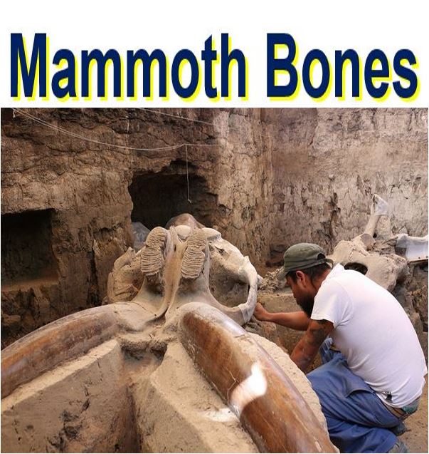 Mammoth bones found near Mexico City