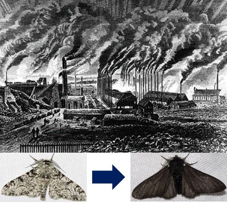 Moth changed during the Industrial Revolution