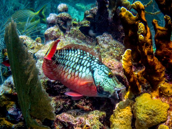 Parrot fish nibbling away at corals