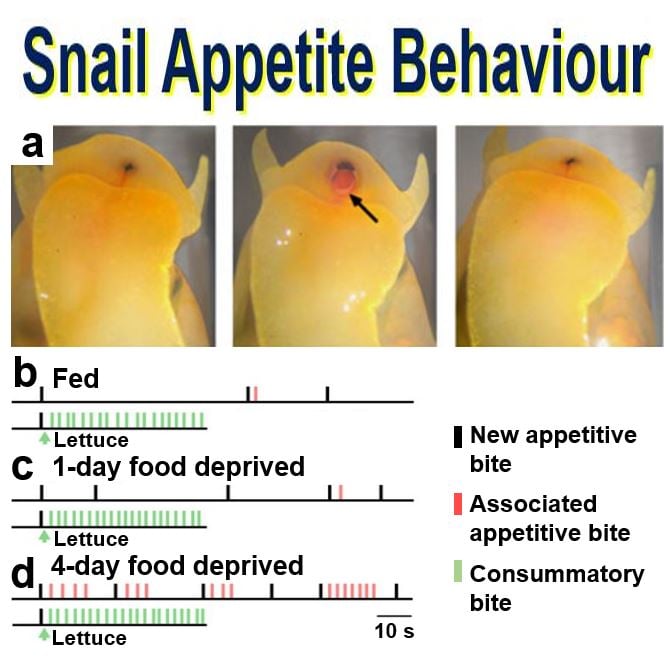 Snail Appetite behaviour images