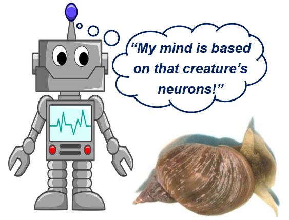 Snail brain and robot brain