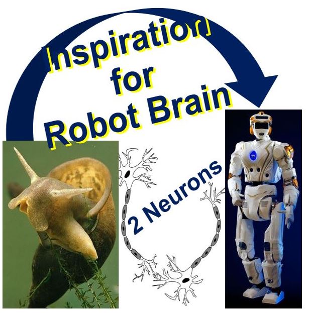 Two brain cells in snail insipiration for robot brain