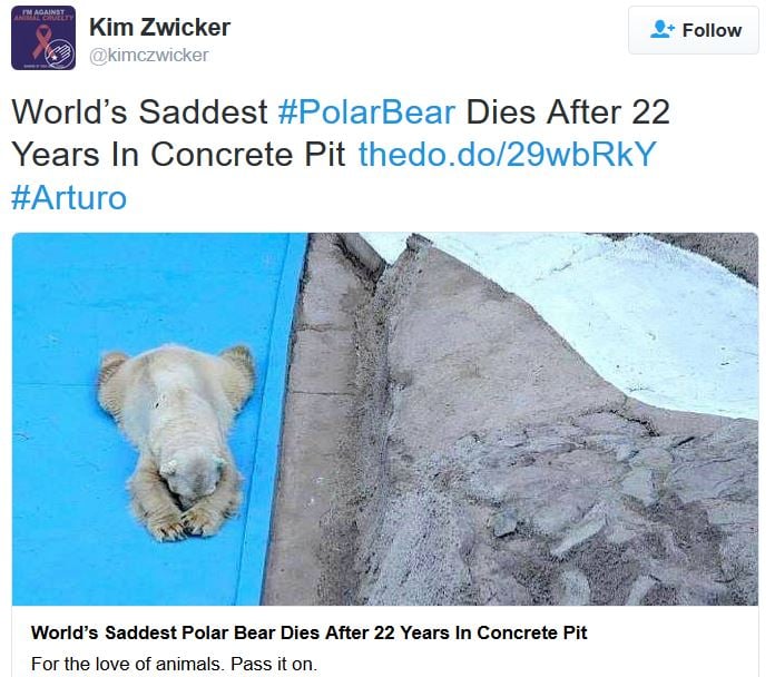 Another sad polar bear dies