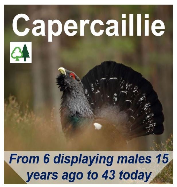Capercaillie Scotland