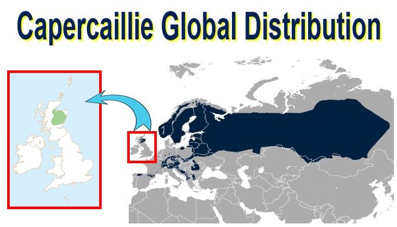 Capercaillie global distribution
