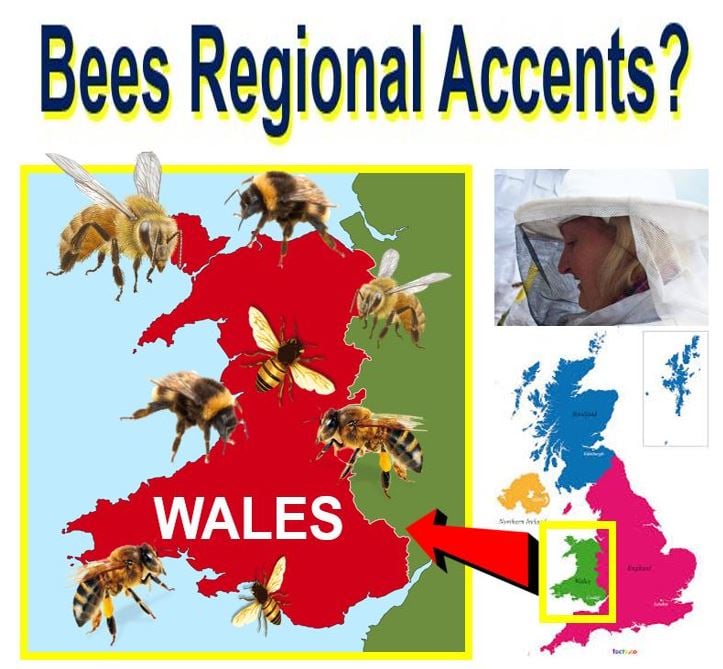 Do bees have regional accents