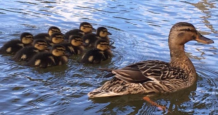 Ducklings with their mother