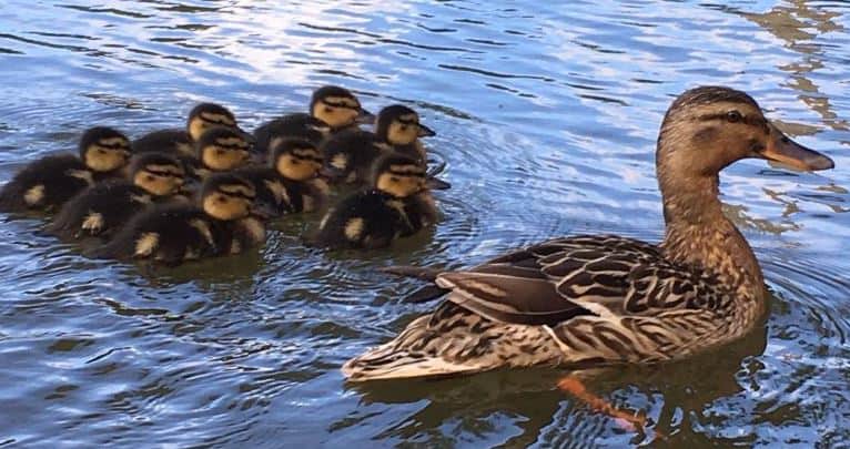 Ducklings with their mother