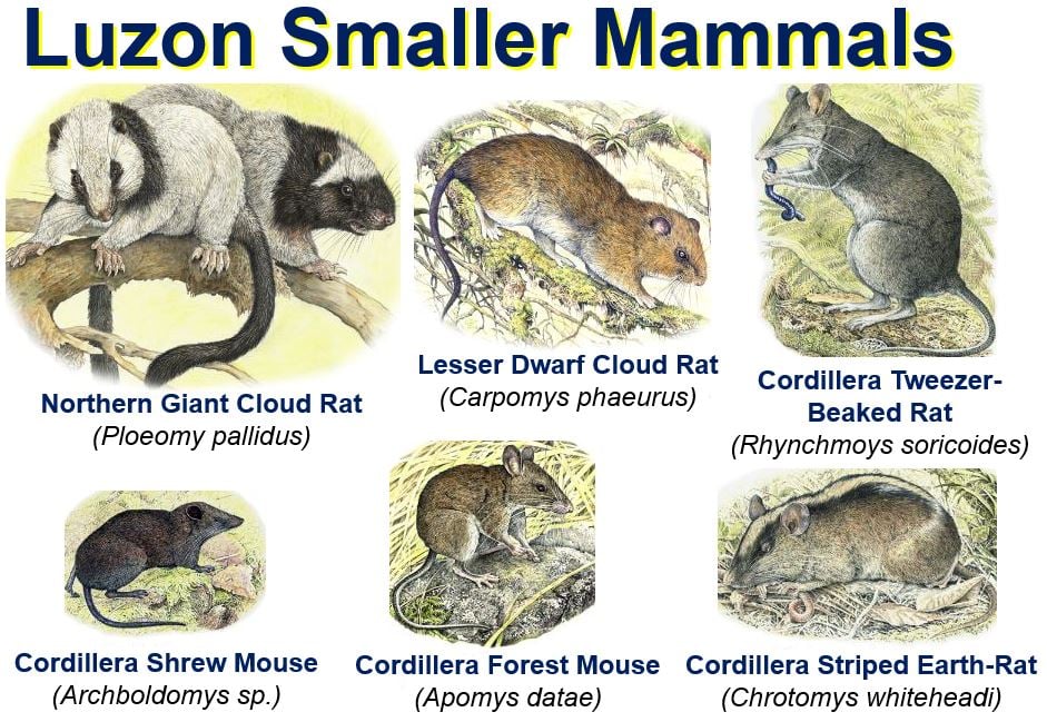 Luzon smaller mammals