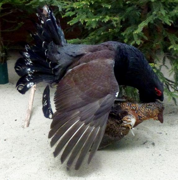 Male Capercaillie mounting a female