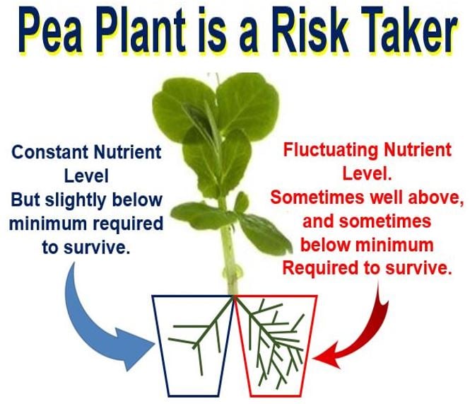 Pea Plant is a risk taker