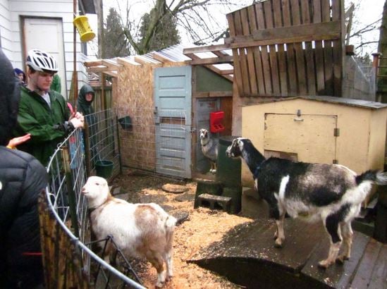 Goats in the yard