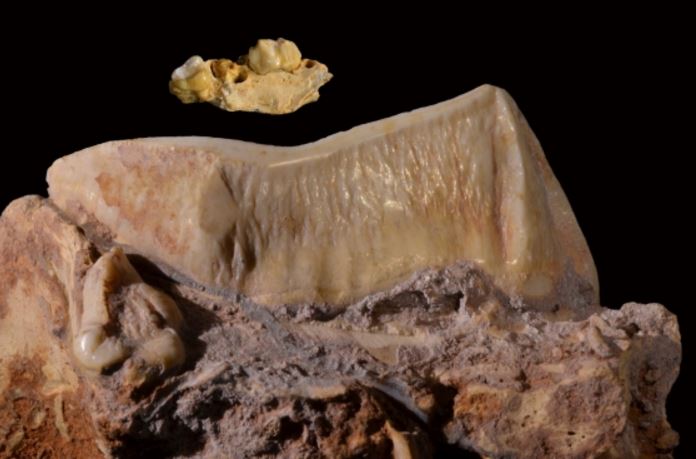 Marsupial tooth row compared