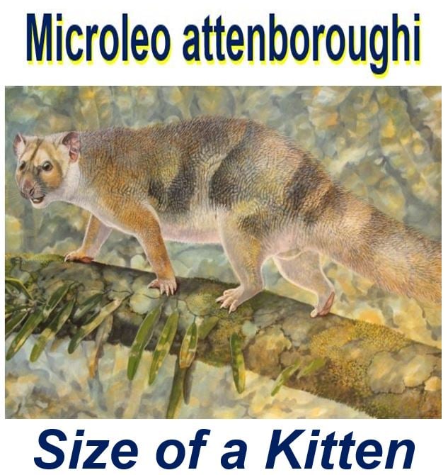 Microleo attenboroughi named after David Attenborough