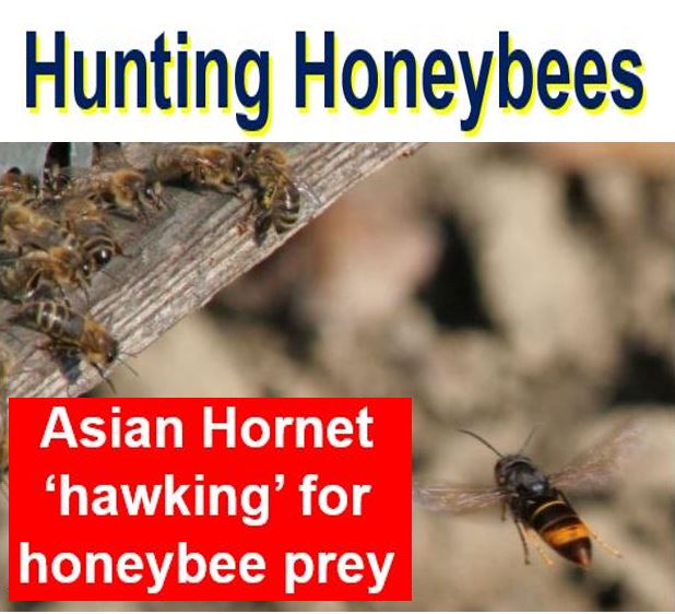 Asian Hornet Hunting Honeybees