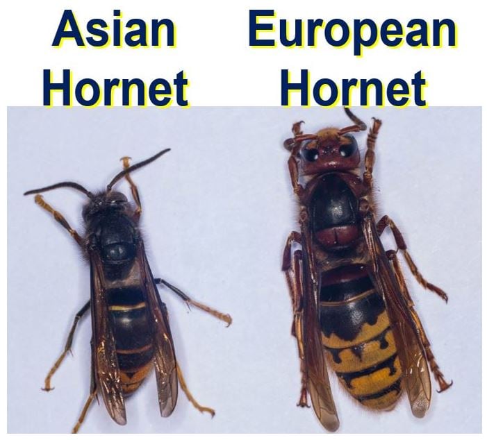 Asian Hornet versus European Hornet