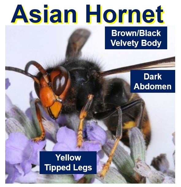 Asian Hornet