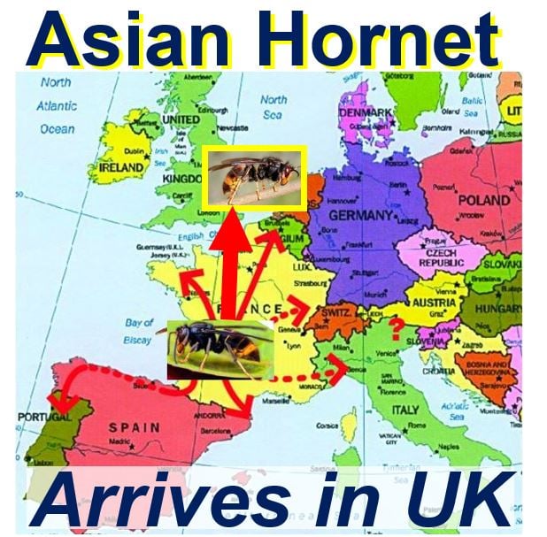 Asian Hornet arrives in UK