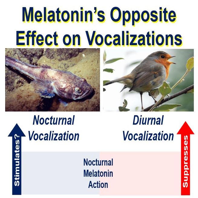 Effect of melatonin on singing fish and songbirds