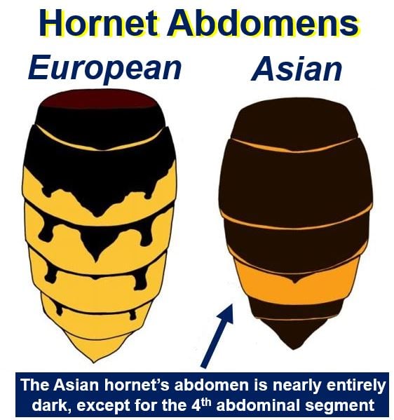European and Asian hornet abdomens