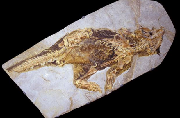 Psittacosaurus Fossil