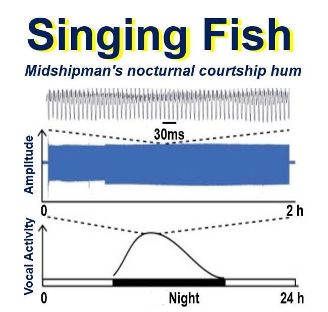 Singing Fish Behaviour Patterms