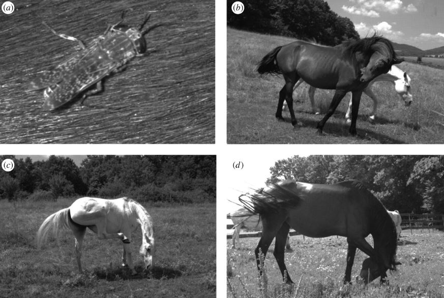 Why do white-haired horses get attacked less by horseflies?