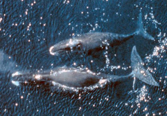 Bowhead whales