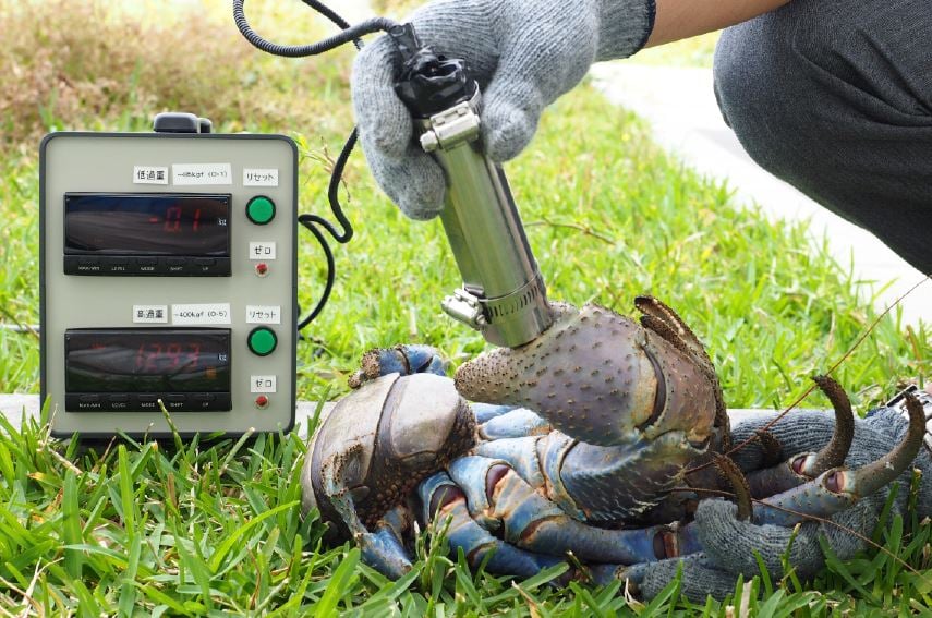 Measuring the strength of the claw of a coconut crab