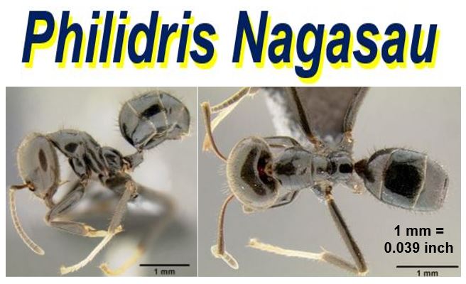 Philidris nagasau