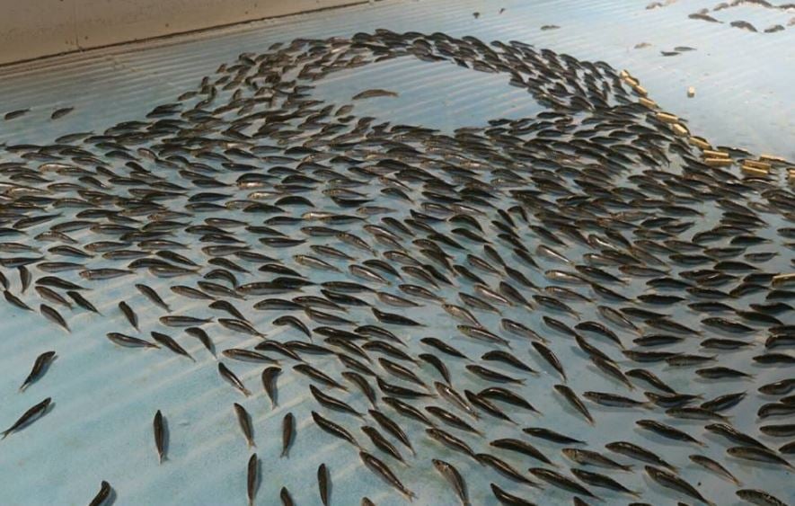 Thousands of dead fish in ice for skaters