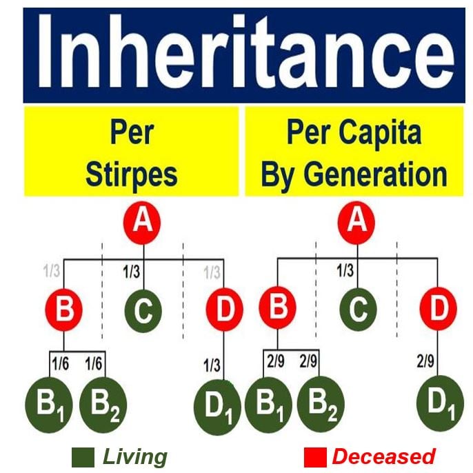 Per capita and per stirpes