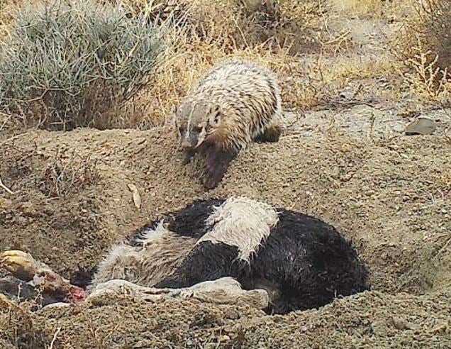 Badger burying calf carcass