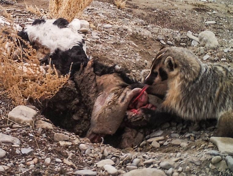 Badger eating dead calf