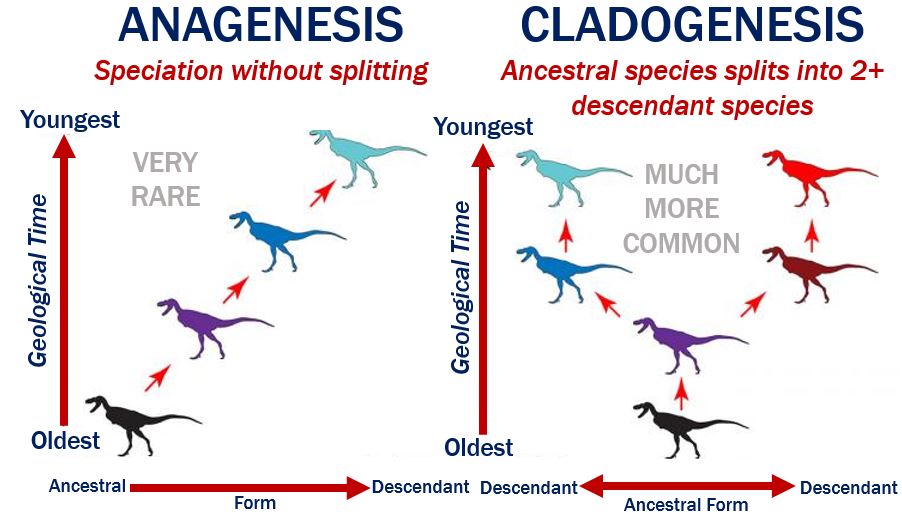 Anagenesis vs Cladogenesis