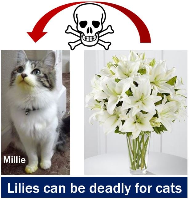 Lilies can be deadly for cats