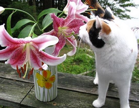 Lily toxicity - cats