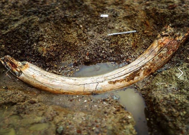 Mammoth tusk discovered in Essex