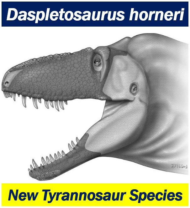 Tyrannosaurs New Species - Daspletosaurus horneri