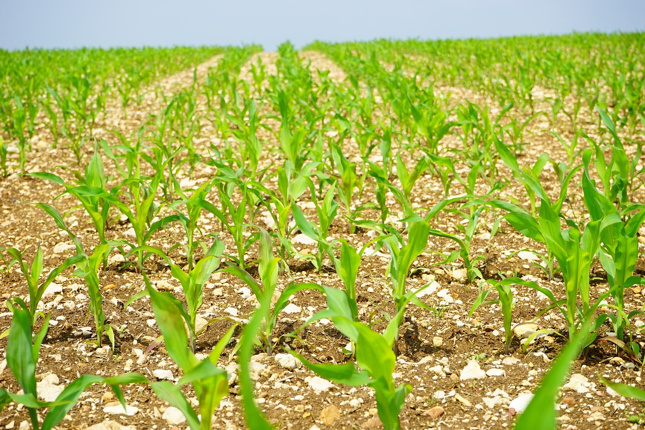 agricultural guidelines - maize field - pixabay-1365877