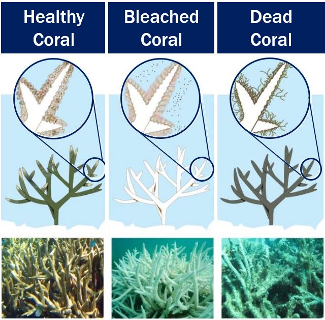 Coral bleaching at Great Barrier Reef alarming scientists - Market ...