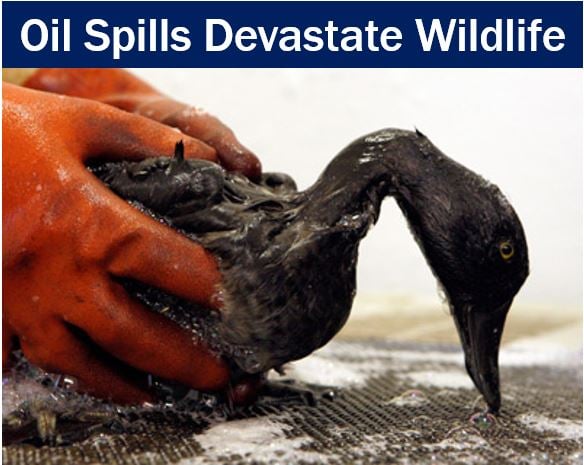 Oil spills devastate wildlife