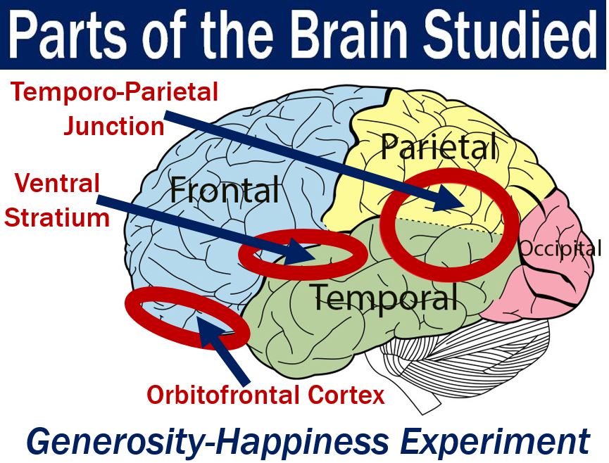 Parts of brain studied in generous people experiments