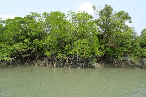 mangrove forests Sundarbans sarangib pixabay-1225627