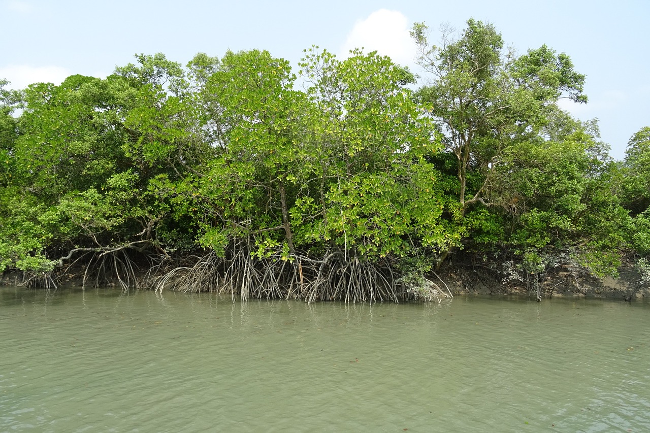 mangrove-forests-disappearing-faster-than-average-forest-loss-market