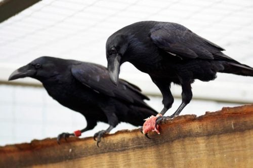 ravens can plan ahead credit Osvath